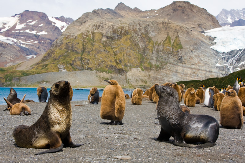 Antarctic Fur Seals And King Penguins On Beach
